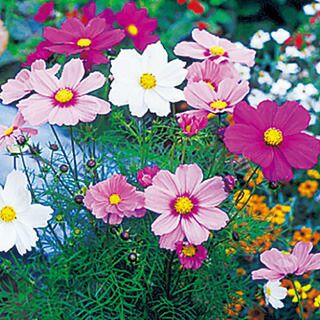 コスモス（秋桜） 種 【 ソナタ プレミアムミックス 】 小袋