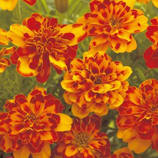 フレンチマリーゴールド | 農業屋.com