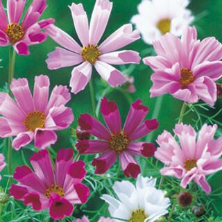 コスモス（秋桜） 種 【 シーシェル混合 】 小袋（20ml） （ コスモス