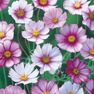 コスモス（秋桜） 種 【 ピコティ 】 1dl （ コスモス（秋桜）の種