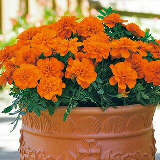 フレンチマリーゴールド | 農業屋.com