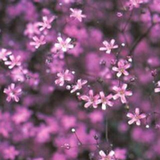かすみ草 種 【 エレガンスローズ 】 実咲小袋 （ かすみ草の種