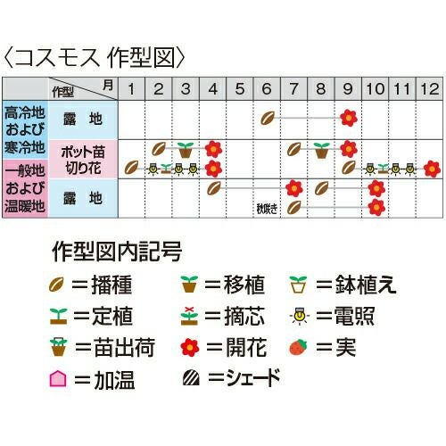 キバナコスモス 種 【 ロード オレンジ 】 1dl （ キバナコスモスの種