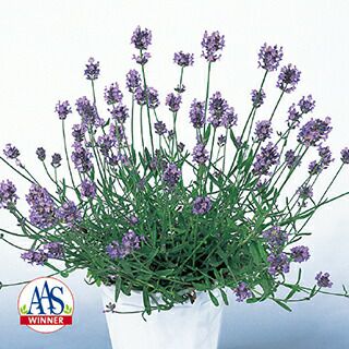 ラベンダー 種 【 レディー 】 1000粒 （ ラベンダーの種 ） | 農業屋.com