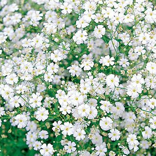 かすみ草 種 【 コベントガーデンマーケット 】 実咲小袋 （ かすみ草