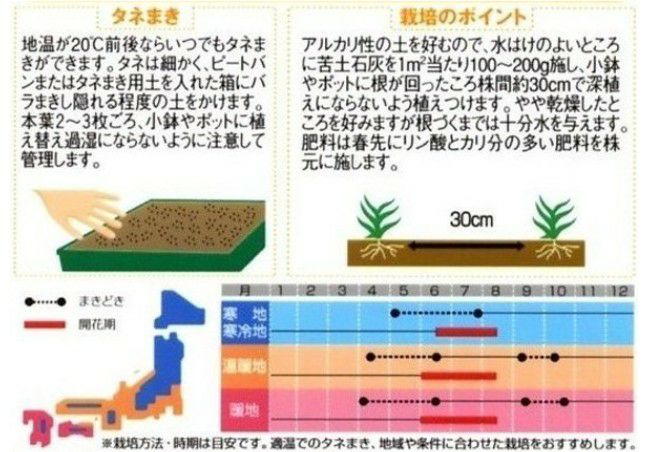 宿根かすみ草 種 【 八重咲き 】 実咲小袋 （ 宿根かすみ草の種