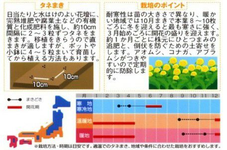 菜の花（はなな） 種 【 寒咲系 混合 】 実咲小袋 （ 菜の花（はなな