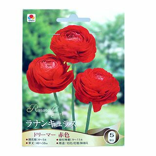 花の球根 【 ラナンキュラス 赤 】 5球入り （ 球根 ラナンキュラスの