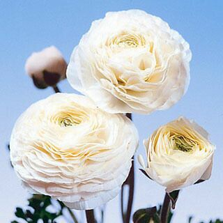 花の球根 【 ラナンキュラス 白 】 5球入り （ 球根 ラナンキュラスの