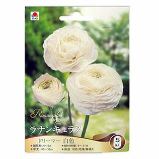 花の球根 【 ラナンキュラス 白 】 5球入り （ 球根 ラナンキュラスの