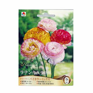 花の球根 【 ラナンキュラス バイカラーミックス 】 5球入り （ 球根