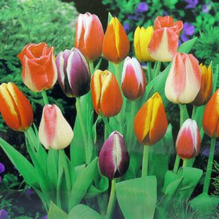 000000015851-01.jpg?size=l&w=