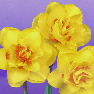 花の球根 【 水仙 タヒチ 八重咲 黄 】 球根 2球入り | 農業屋.com