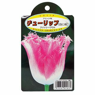 花の球根 【 チューリップ フリンジ咲ファンシーフリル 】 球根 5球