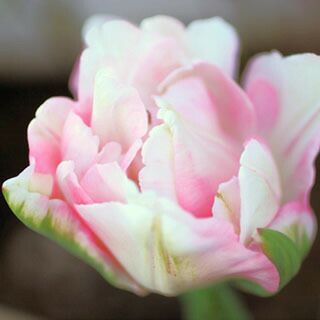 花の球根 【 チューリップ 八重咲 アンジェリケ 】 球根 5球入り