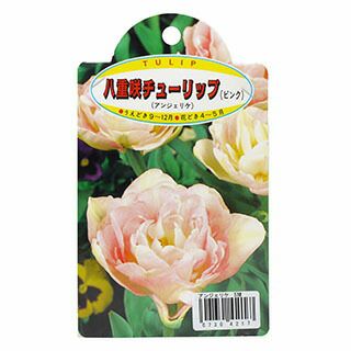 花の球根 【 チューリップ 八重咲 アンジェリケ 】 球根 5球入り