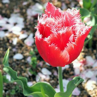 花の球根 【 チューリップ クリスタルビューティー 赤 】 球根 5球