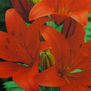 花の球根 【 すかし百合 赤】 球根 2球 | 農業屋.com