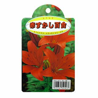花の球根 【 すかし百合 赤】 球根 2球 | 農業屋.com