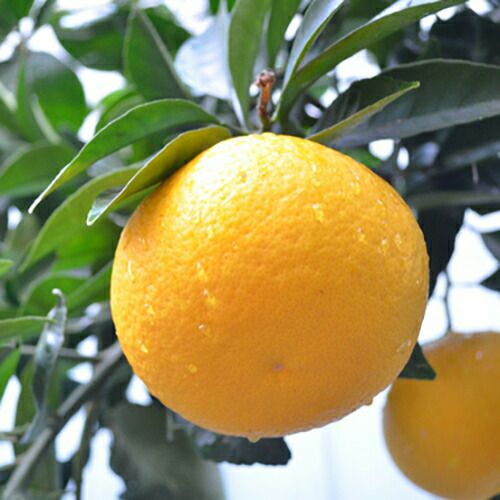 柑橘類の苗 【 みはや 2年生苗木 】 | 農業屋.com