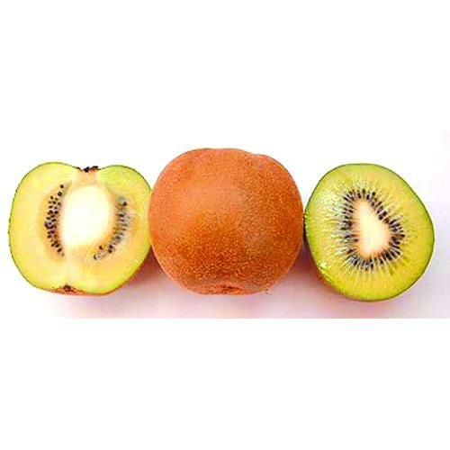 果樹苗 キウイ 【 アップルキウイ 1年生苗 】 | 農業屋.com