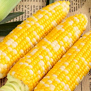 カラタチの種2000粒 トウモロコシ 種 【 しあわせコーン 】 2000粒 ( トウモロコシの種