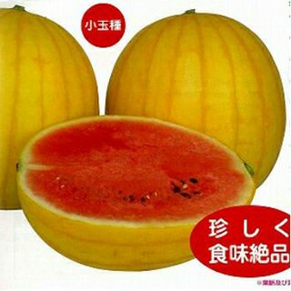 スイカ 種 【 愛娘ひなた 】 小袋(7粒) ( スイカの種 ) | 農業屋.com