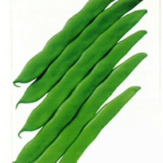 インゲン 種 【 つるあり菜豆 大平莢尺五寸 】 30ml ( インゲンの種