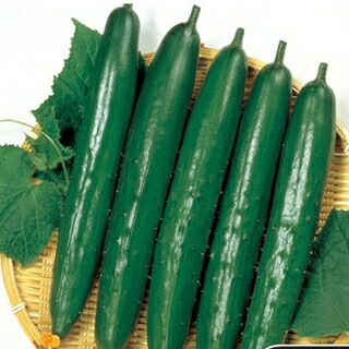 キュウリ 種 【 よしなり 】 実咲小袋 ( キュウリの種 ) | 農業屋.com