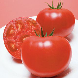 トマト 種 【 CF桃太郎J 】 2000粒 ( トマトの種 ) | 農業屋.com