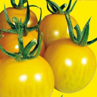 トマト 種 【 ミニトマト きら～ず 】 500粒 ( トマトの種 ) | 農業屋.com