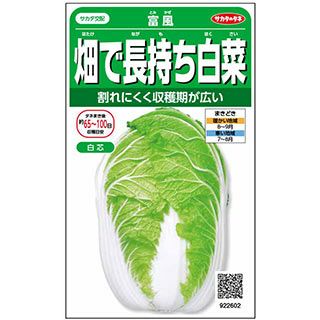 白菜 種 【 畑で長持ち白菜 富風 】 実咲小袋 ( 白菜の種 ) | 農業屋.com