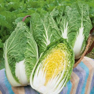 白菜　種 白菜 種 【 CRお黄にいり 】 20ml ( 白菜の種 ) | 農業屋.com