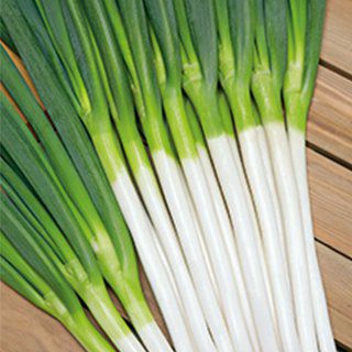 ネギ 種 【 初夏一文字 】 ペレット5千粒（2L） ( ネギの種 ) | 農業屋.com