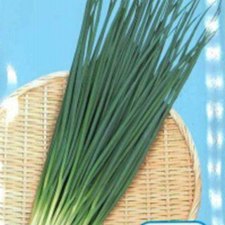 こねぎ ネギ 種 【 小ねぎ 竹千代 】 1L ( ネギの種 ) | 農業屋.com