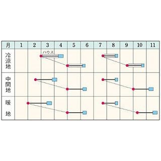 ホウレンソウ 種 【 TSP－536 】 AM3万粒 ( ホウレンソウの種 )