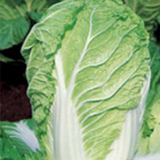 白菜 種 【 畑で長持ち白菜 富風 】 20ml ( 白菜の種 ) | 農業屋.com