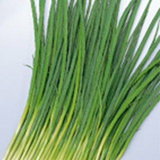 ネギ 種 【 おてがる小ねぎ 緑秀 】 1L ( ネギの種 ) | 農業屋.com
