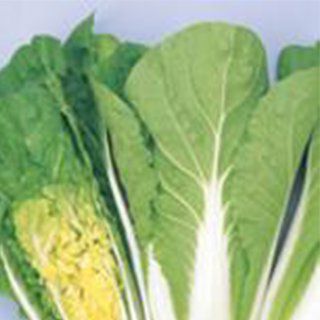 白菜 種 【 タイニーシュシュ 】 20ml ( 白菜の種 ) | 農業屋.com