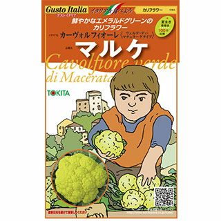 カリフラワー 種【 マルケ 】小袋 約50粒 （ 種 野菜 野菜種子 野菜種