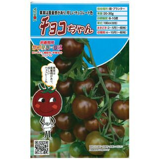 ミニトマト 種 【 チョコちゃん 】 8粒 （ 種 野菜 野菜種子 野菜種