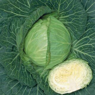キャベツ 種 【 彩峰 】 L5千粒 ( キャベツの種 ) | 農業屋.com