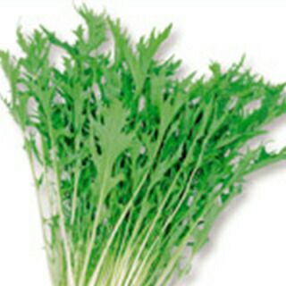 水菜 種 【 千筋京菜 】 実咲小袋 ( 水菜の種 ) | 農業屋.com