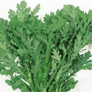 春菊 種 【 さとゆたか 】 1L ( 春菊の種 ) | 農業屋.com