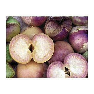 ブロッコリー 種 【 おはよう 】 ペレット5000粒 | 農業屋.com