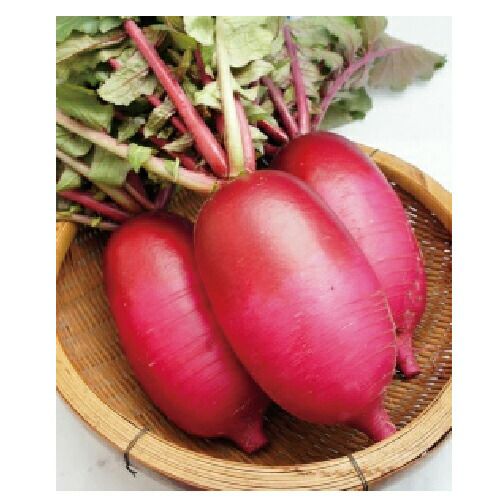 大根 種 【紅くるり】 20ml | 農業屋.com
