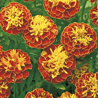 フレンチマリーゴールド | 農業屋.com