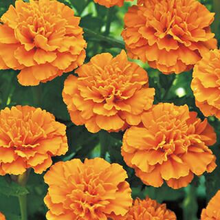 000000017326-01.jpg?size=l&w=