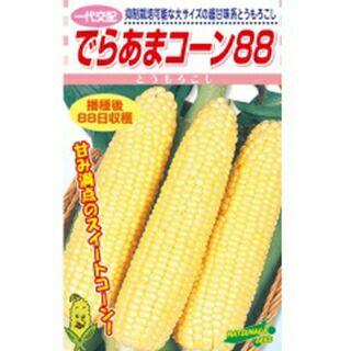 レトロ農機具、珍品トウモロコシ種取機 トウモロコシ 種 【 でらあまコーン88 】 小袋 ( トウモロコシの種