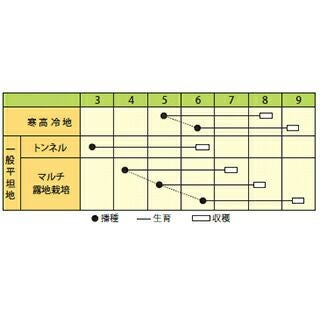 トウモロコシ 種 【 夏色コーン 】 小袋（50粒） ( トウモロコシの種
